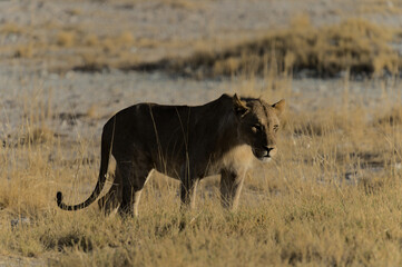 Löwen Ethosha Nationalpark