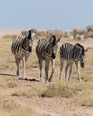 Fototapeta na wymiar Zebra Etoscha Nationalpark