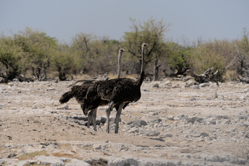 Vogel Strauß Etoscha Nationalpark