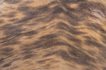 Brown wood texture. Wooden surface, abstract background.