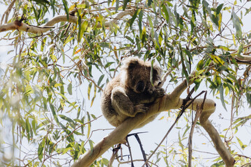 Male Koala sleeping in a tree.