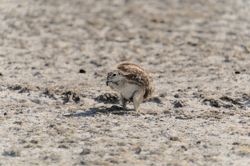 Erdhörnchen Etosha Nationalpark