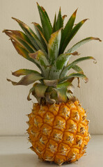 Splendide ananas bien mûr à couper en tranches pour une dégustation assurée peut être avec une boule de glace vanille, un dessert parfait frais et succulent