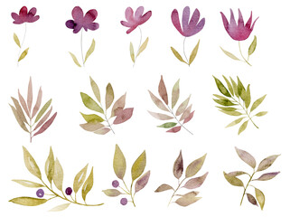 Watercolor botanical illustration