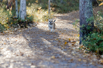Chihuahua running on path in autumn forest. 