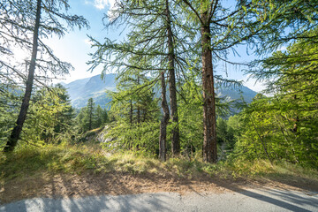 Fototapeta premium Pine forest in Alps