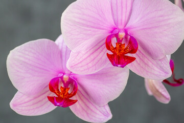Naklejka na ściany i meble Blooming lovely pink orchids. Hobbies, floriculture, home flowers, houseplants