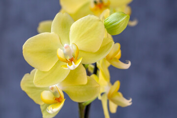 Blooming lovely yellow orchids. Hobbies, floriculture, home flowers, houseplants