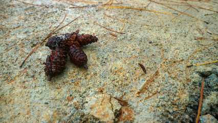 pine-cones on concrete floor as background