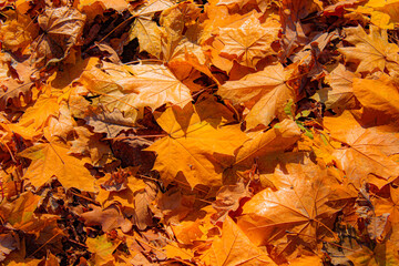 yellowed autumn foliage lies on the ground