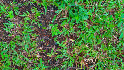 the sandy soil with green grass as background