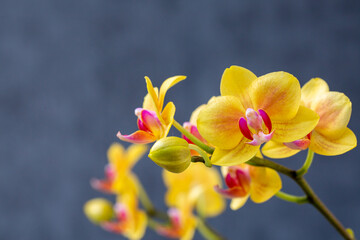 Obraz na płótnie Canvas Blooming lovely yellow orchids. Hobbies, floriculture, home flowers, houseplants