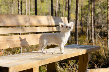 Chihuahua on the bench