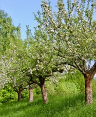 Frühlingserwachen mit Obstbäumen im ländlichen Odenwald