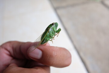 Tonggeret, also known as cicadas, are insects that belong to the Hemiptera ladybug group.