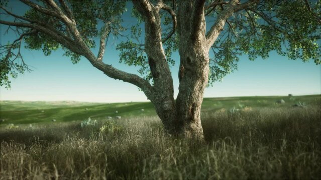 Kenya park savannah stunning landscape with a single tree
