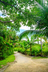 Obraz premium 沖縄のジャングル