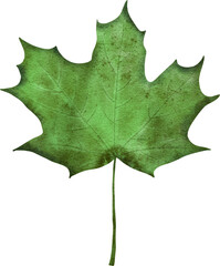 Fototapeta premium Green watercolor leaf. Botanical element for invitations, greeting cards, postcards, posters.