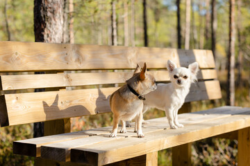 Naklejka na ściany i meble Two Chihuahuas on the bench