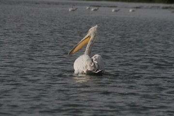 Pelicans