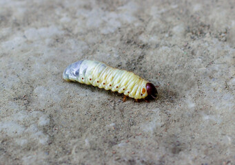The larva of the May beetle crawls on the ground. Maggot for fishing, bait, cockchafer