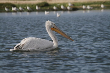 pelican