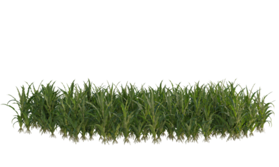 corn crop, corn plant, corn field isolated, a green field of corn