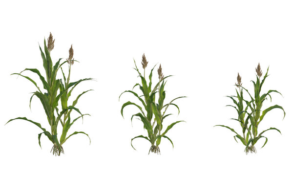 Great millet field isolated, grains field clipping path, milo field crop
