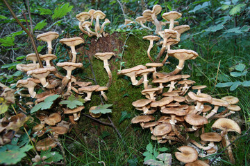 Pilze an Baumstumpf