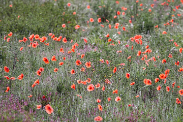 Meadow in spring with poppies