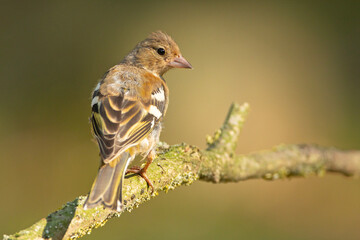 Zięba (Fringilla coelebs)