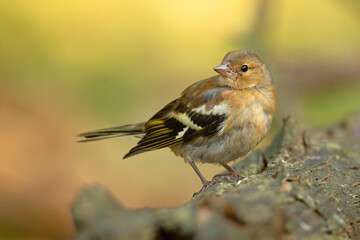 Zięba (Fringilla coelebs)