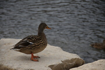 Duck on a rock