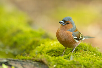 Zięba (Fringilla coelebs)