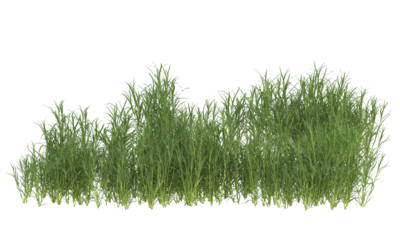 grass bushes shrub and small plants isolated	
