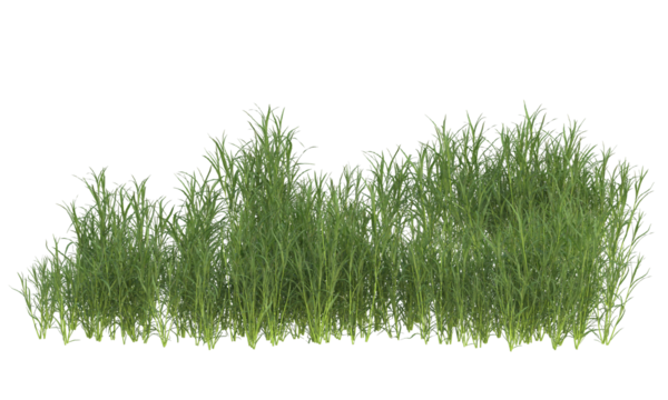grass bushes shrub and small plants isolated	
