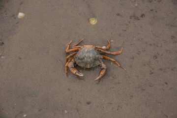 Krebs an der Nordsee