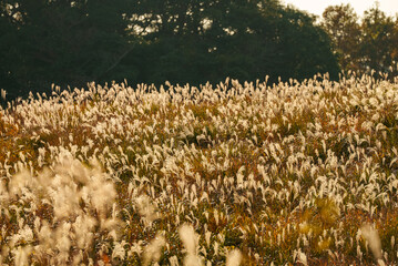 夕日に照らされるススキ