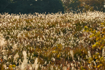 夕日に照らされるススキ