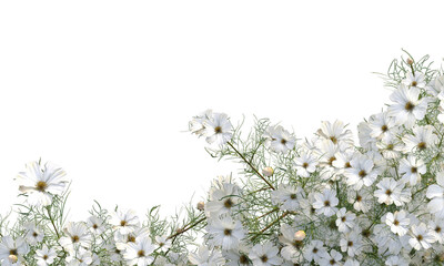 white flowers bush