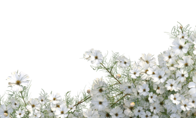 white flowers bush