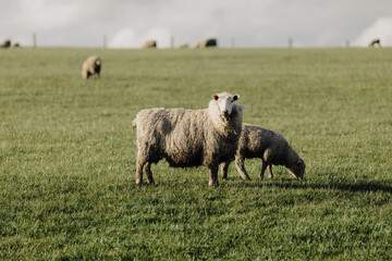 Obraz premium Sheep grazing on a grassy field in Victoria