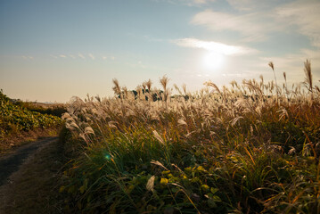 夕日に照らされるススキ