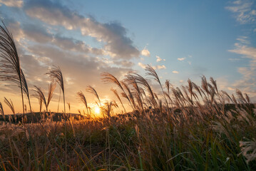 夕日に照らされるススキ