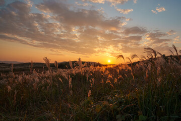 夕日に照らされるススキ