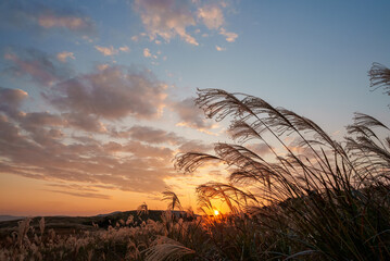 夕日に照らされるススキ