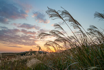 夕日に照らされるススキ