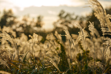 夕日に照らされるススキ