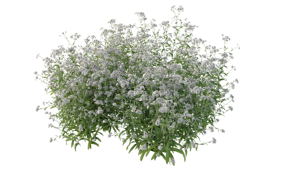 Bunch of tiny white flowers in clusters