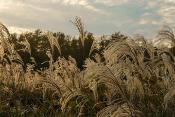 夕日に照らされるススキ